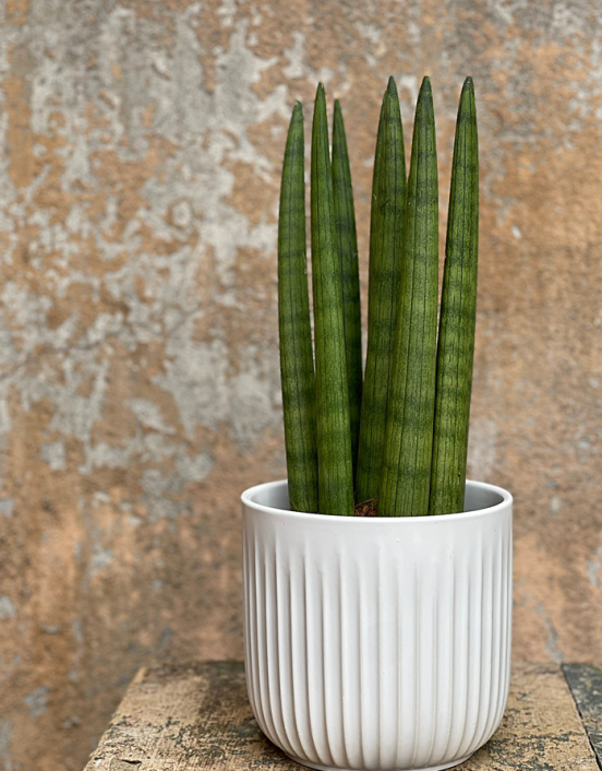 Plant Sansevieria Straight