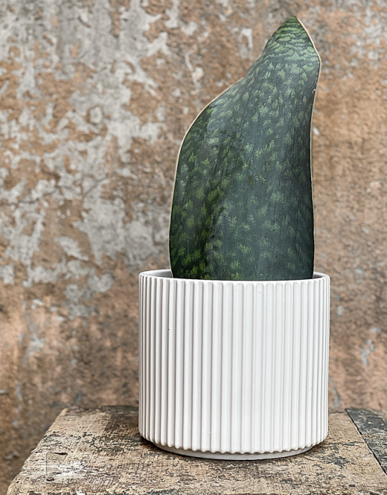 Plant Sansevieria Masoniana...