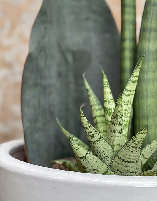 Plant Sansevieria...
