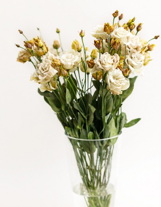 Eustoma