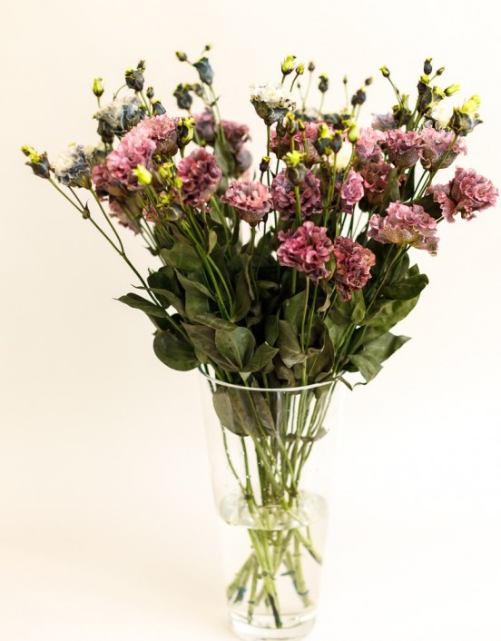 Eustoma