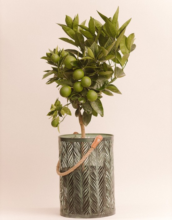Plant Grapefruit tree