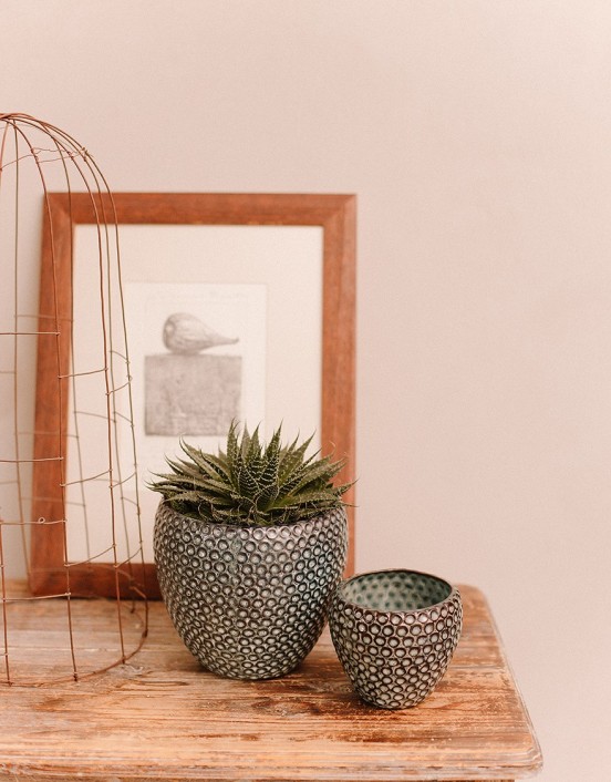 Vazoninis augalas -...