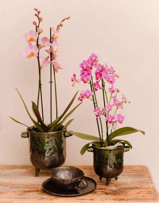 Plant Orchid pink, big blooms