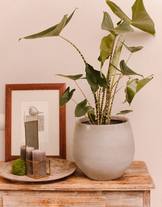 Plant Alocasia zebrina