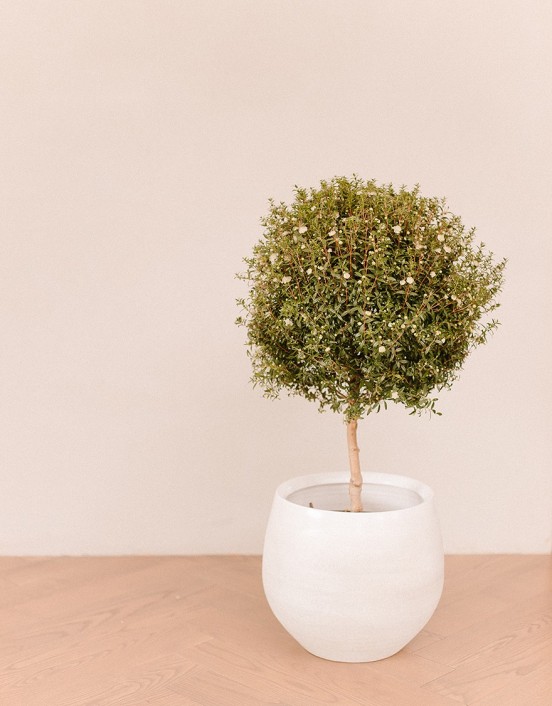 Plant Myrtus, big