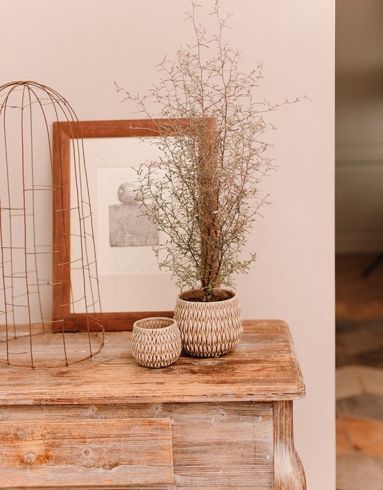 Vazoninis augalas -...